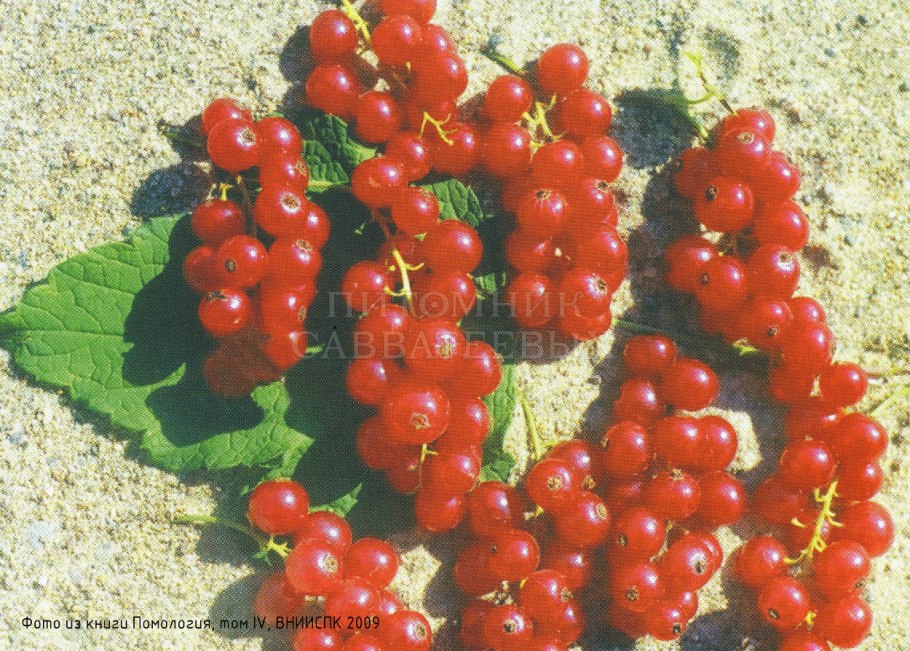 Смородина Фертоди Пирос