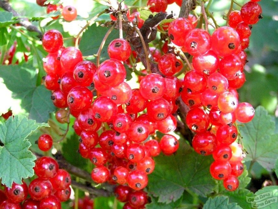 Сорт: смородина красная, Надежда