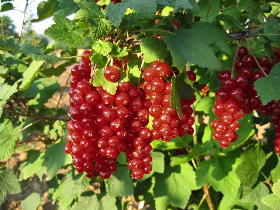 Смородина мармеладница