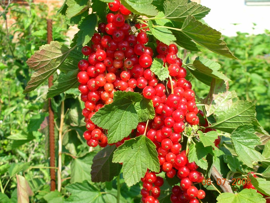 Смородина красная "мармеладница" (2-4 ветки)