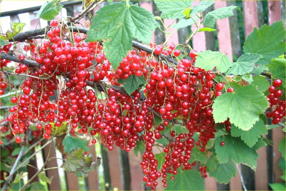 Смородина сорт Джонкер Ван тетс