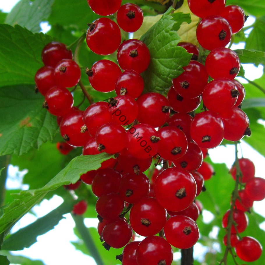 Смородина красная - ribes rubrum