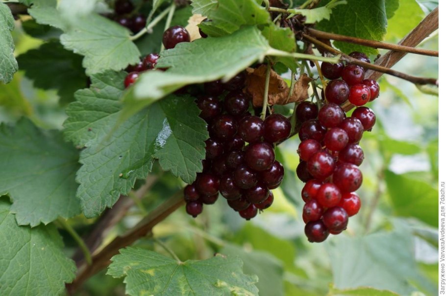 Смородина красная Виксне