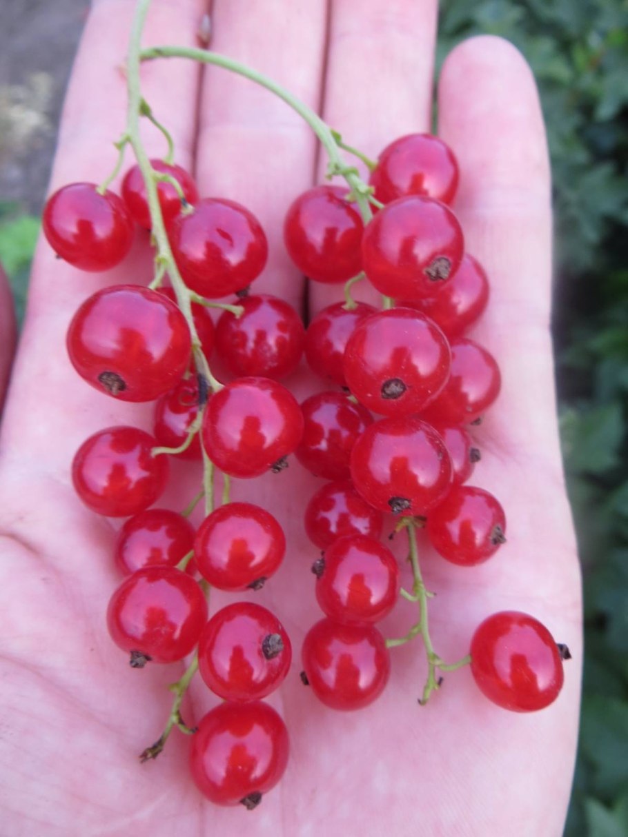 Красная смородина сорт Уральская красавица