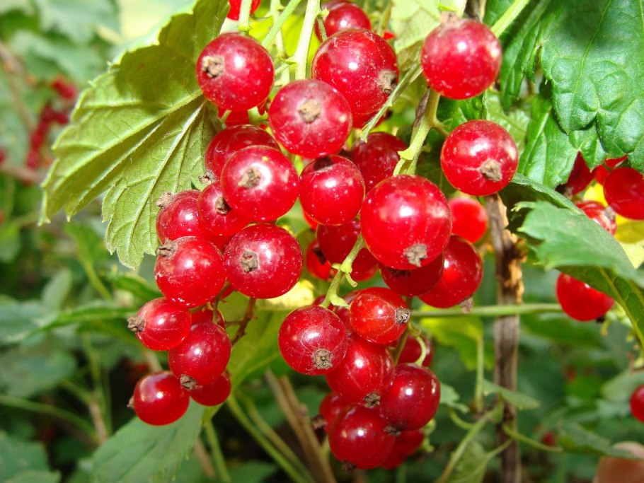 Смородина красная перспективные сорта Вика