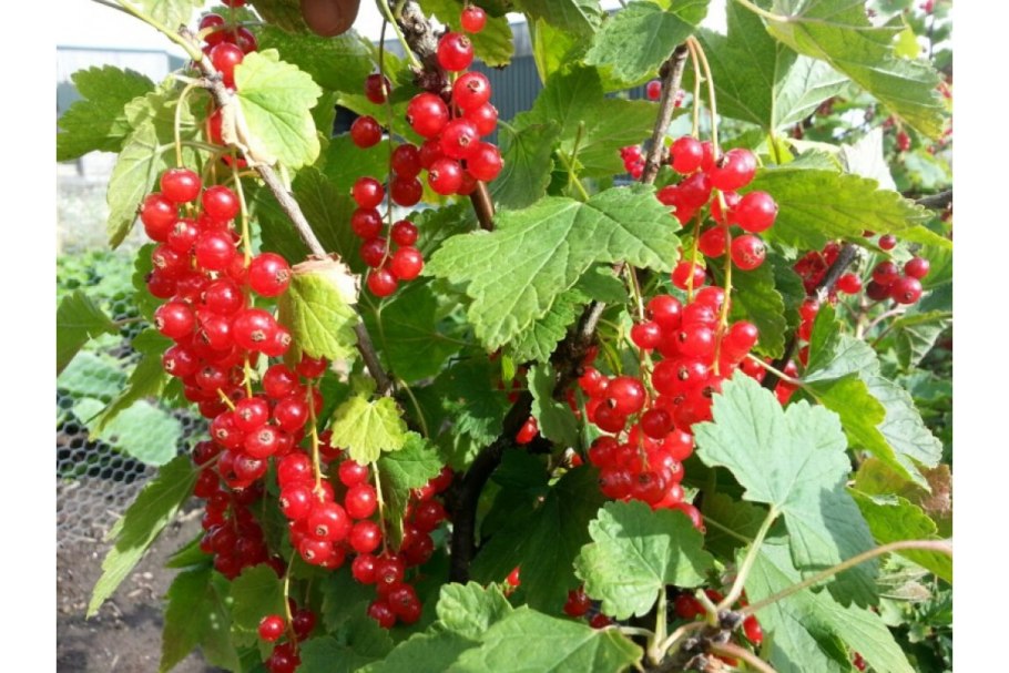 Смородина сорт Джонкер Ван тетс