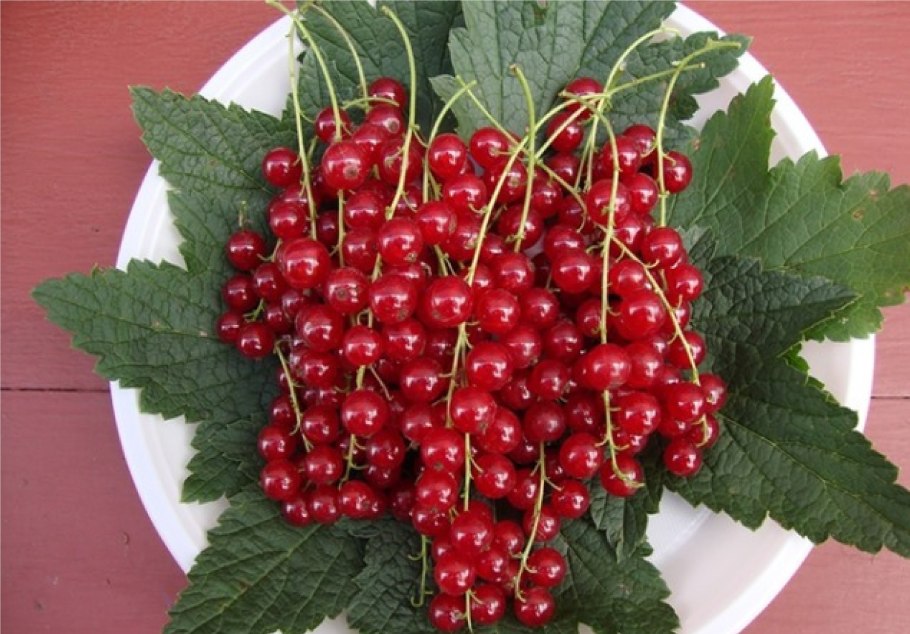 Смородина сорт Натали