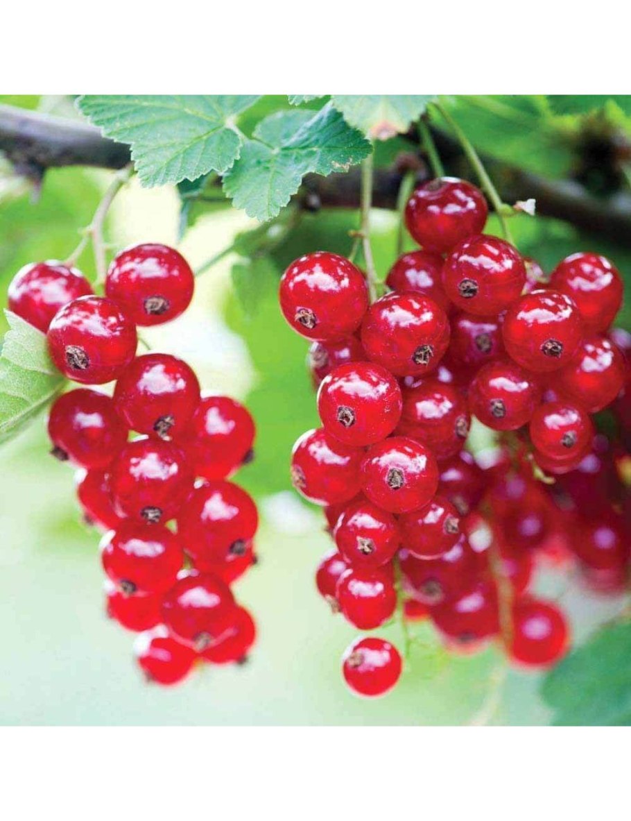 Смородина красная Виксне