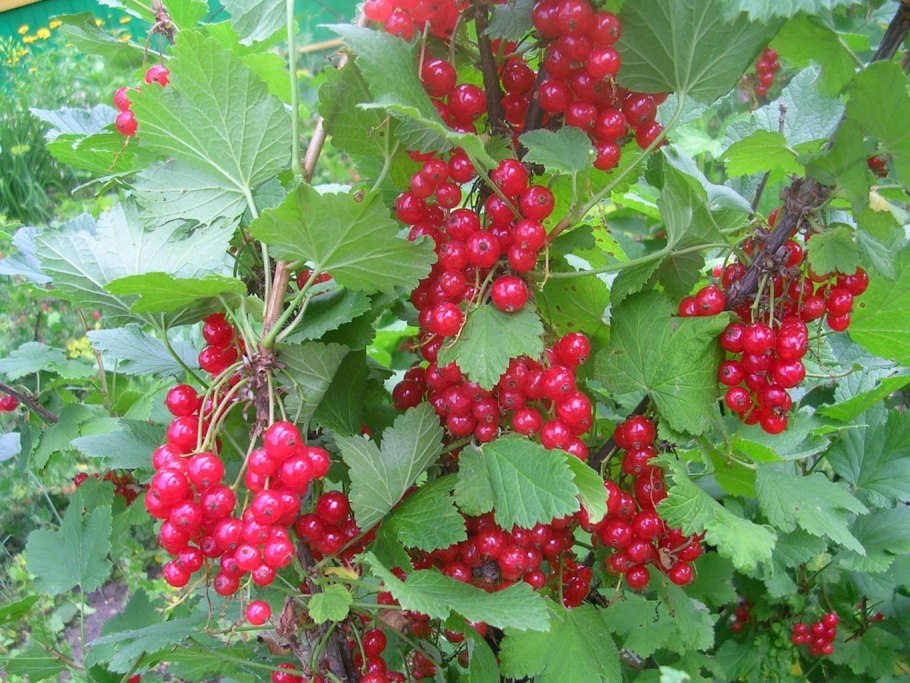 Смородина красная Розетта