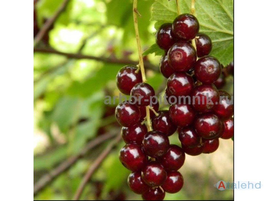 Смородина красная Виксне