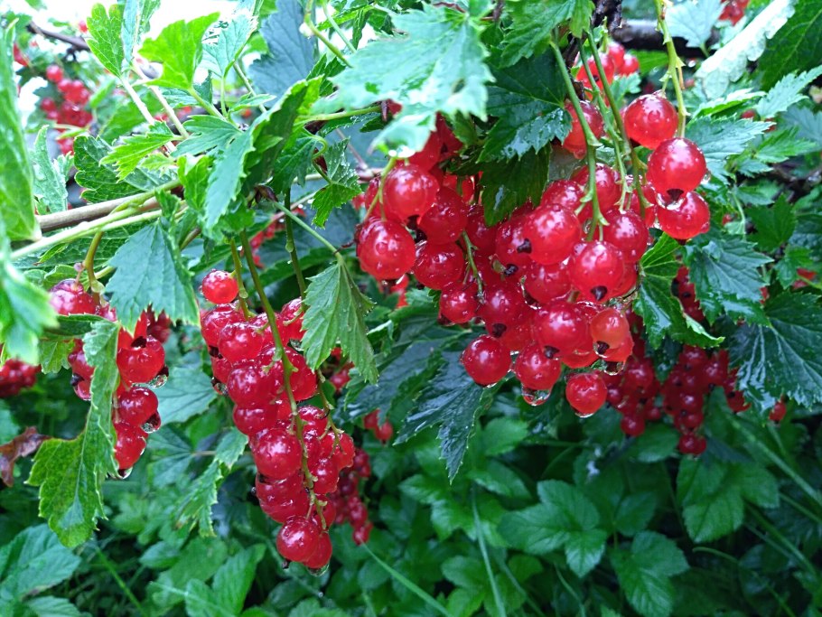 Смородина красная Натали