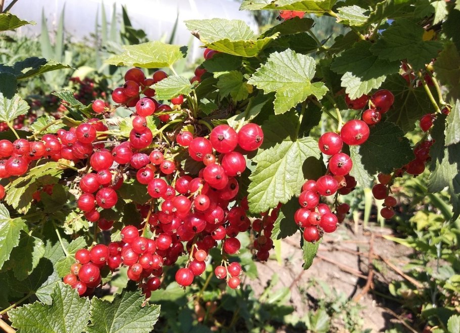 Смородина красная ненаглядная