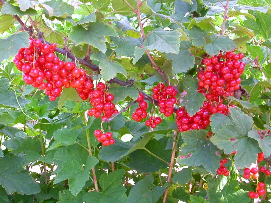 Смородина красная Андрейченко куст