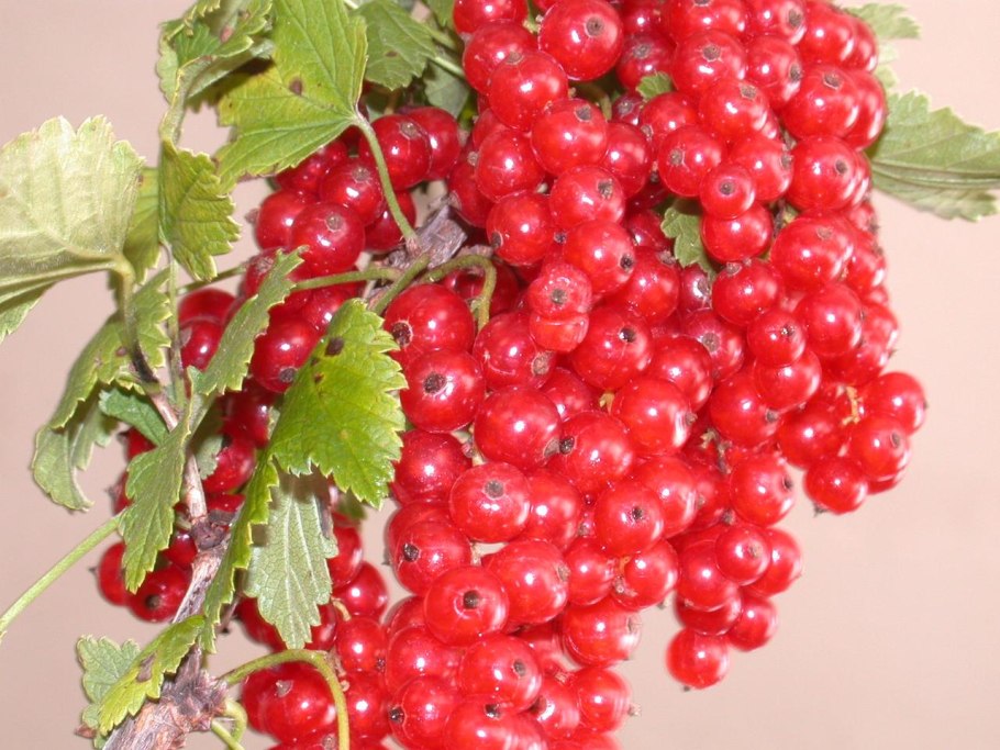 Ягода Поречка красная смородина