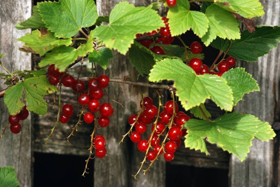 Смородина красная Натали куст