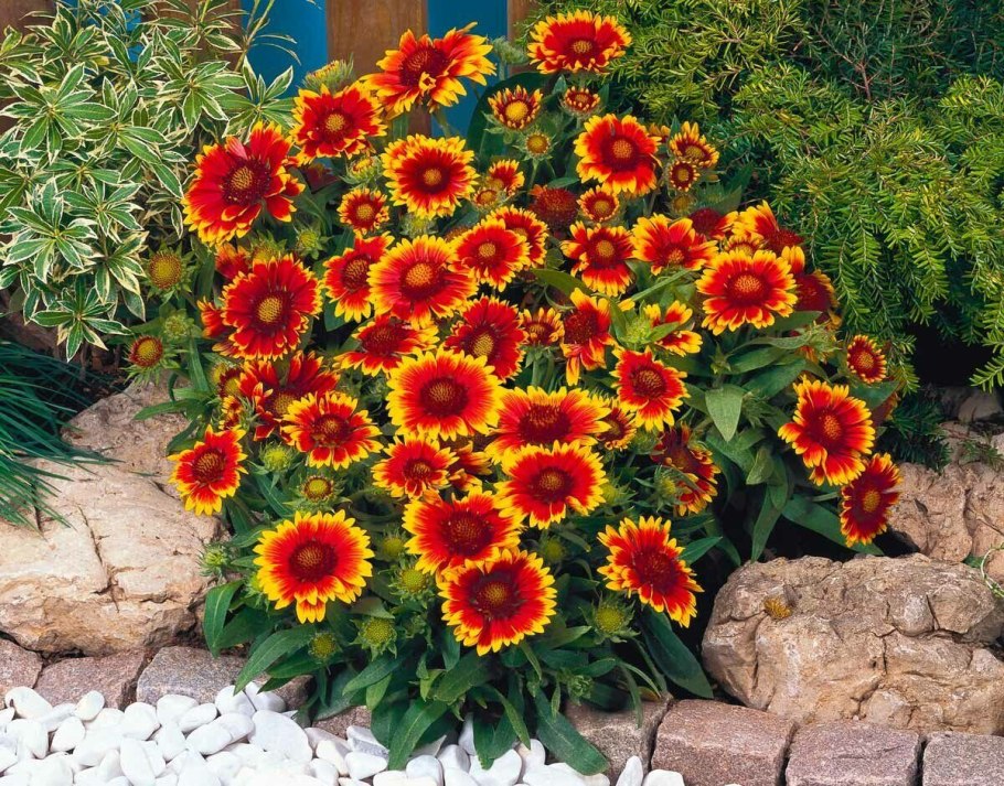 Эшшольция агератум рабатка