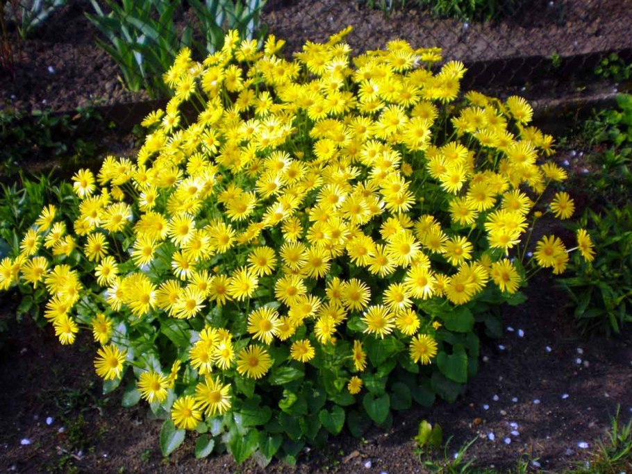 Бордюрные цветы низкорослые портулак