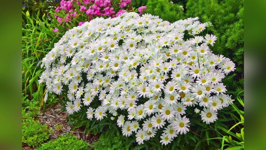 Агератум, Обриета, алиссум