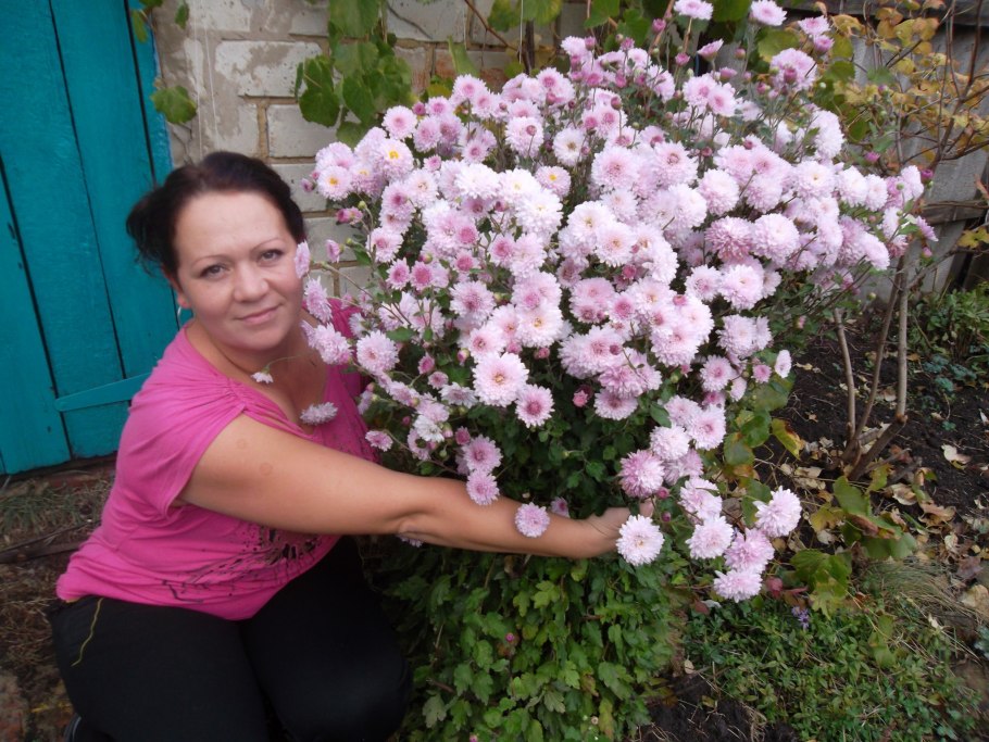 Люпин Эрмитаж многолетник