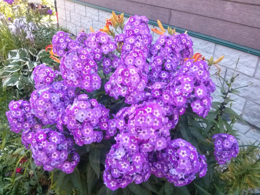 Клумба Мальва дельфиниум Хоста Флоксы рудбекия