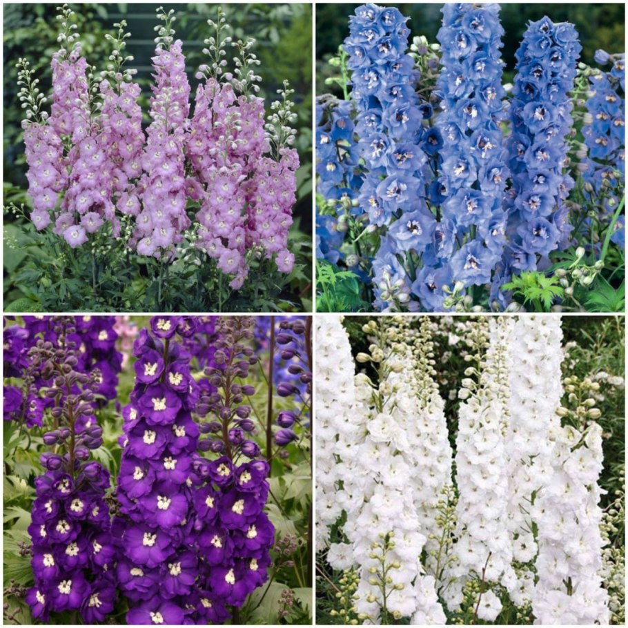 Обриета пурпурный Каскад