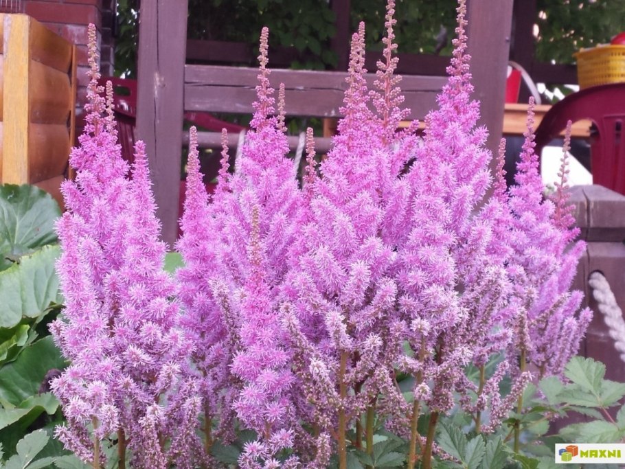 Кореопсис многолетний