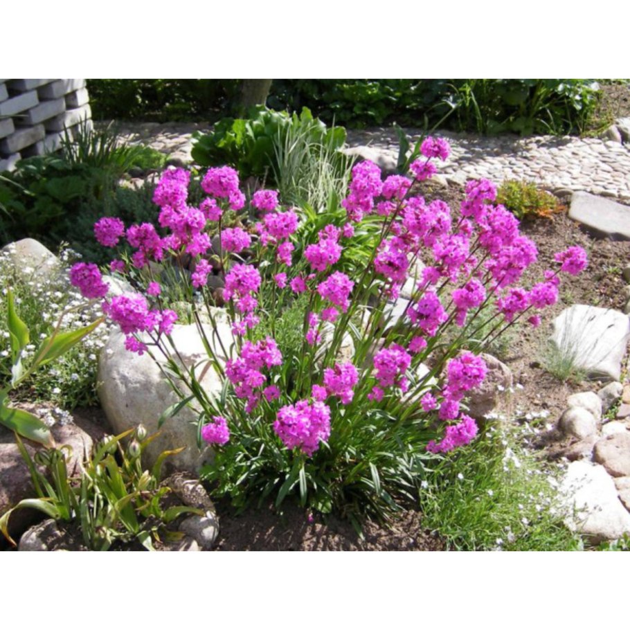 Бордюрный цветок алиссум