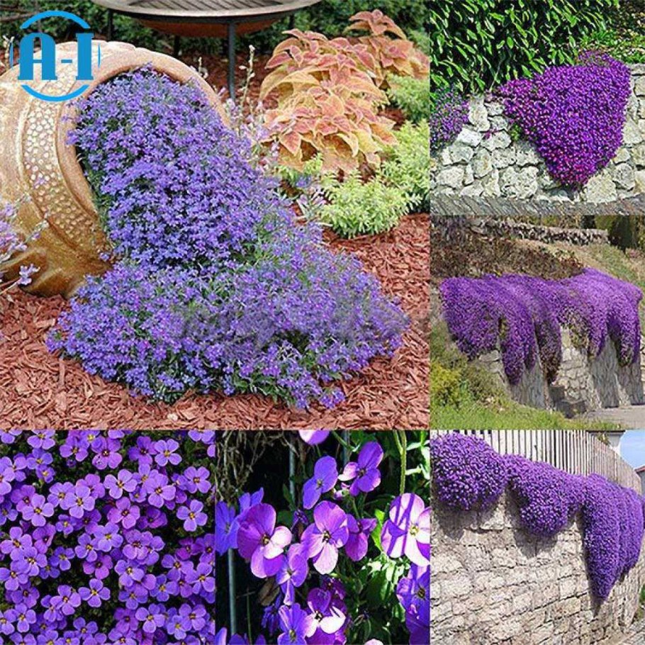 Эхинацея Биг Кахуна