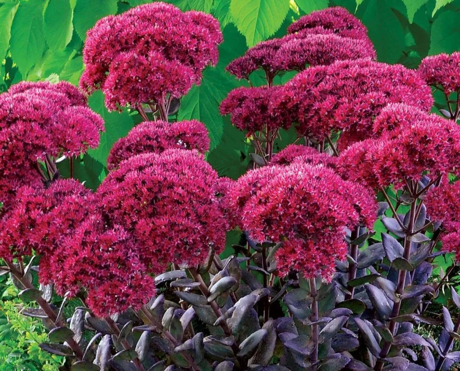 Очиток Видный (Sedum spectabile &#96;Brilliant&#96;)