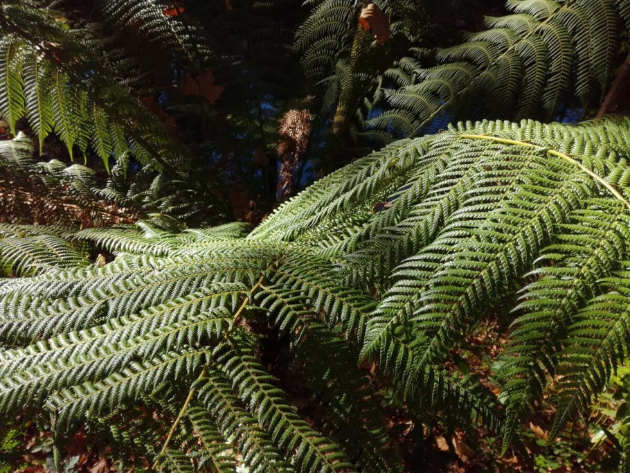 Циатея Брауна