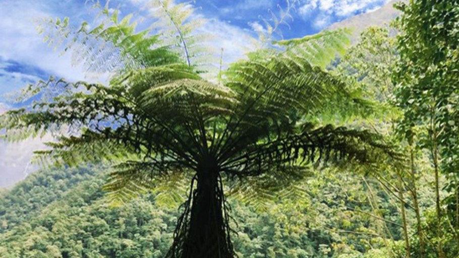 Древовидный папоротник из новой Зеландии