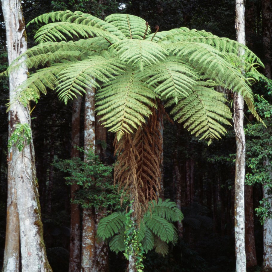 Циатея серебристая новая Зеландия