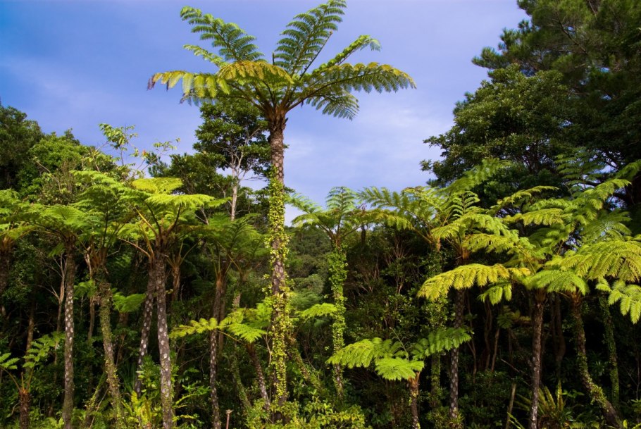 Cyathea Atrovirens