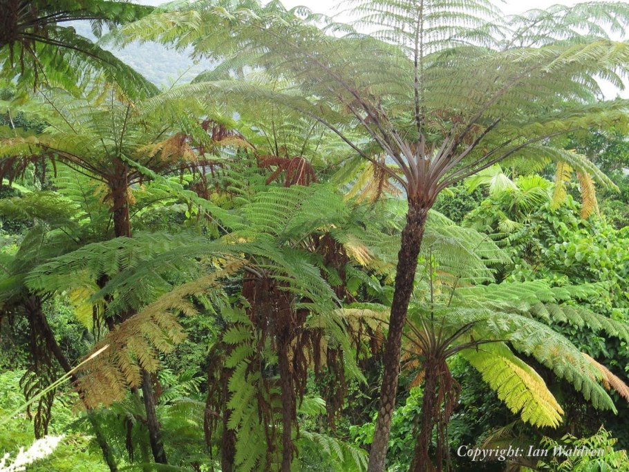 Древовидные папоротники Австралии