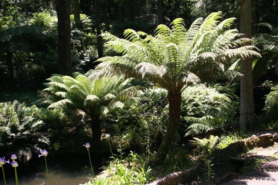 Древовидный папоротник Циатея