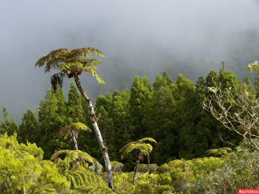 Диксония антарктическая папоротник