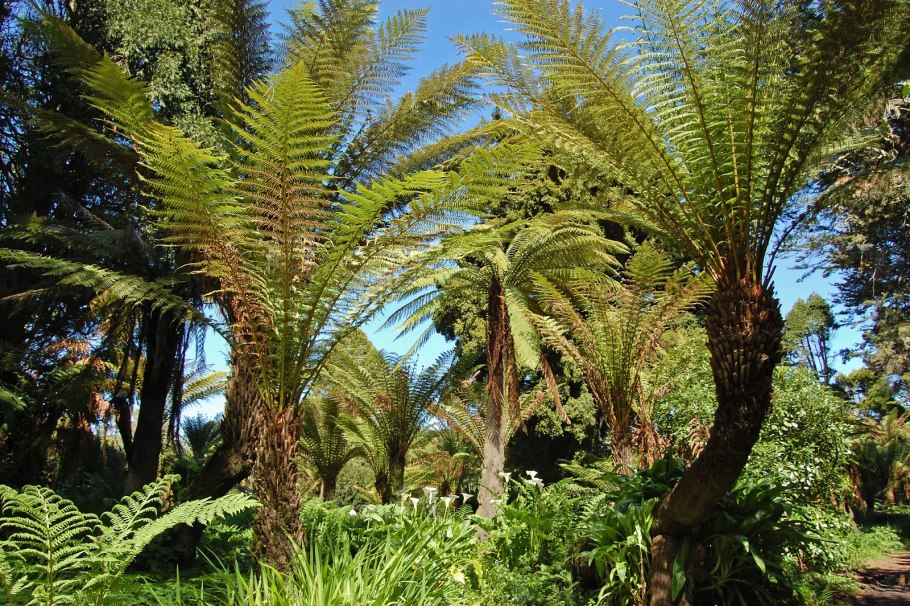 Искусственные древовидные папоротники