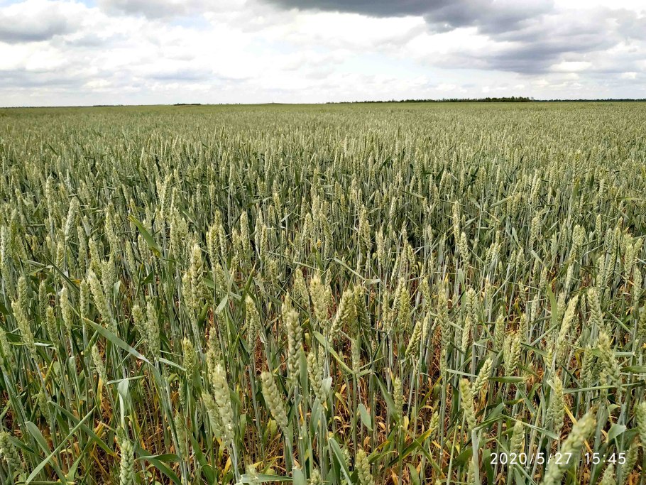 Озимая пшеница Безостая