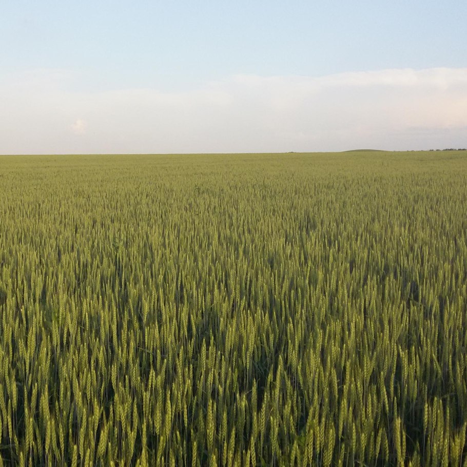 Яровая пшеница Торридон