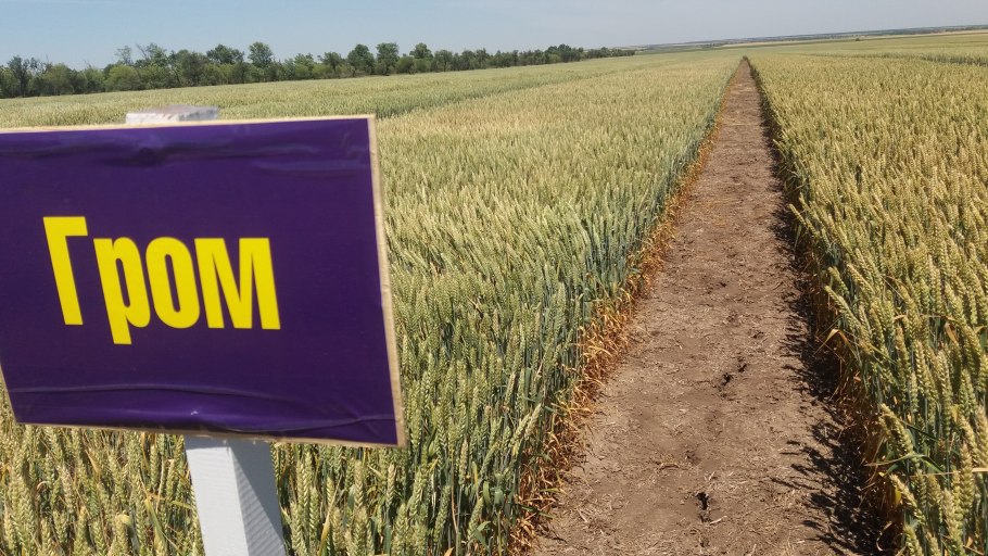 Сорт Гром озимая пшеница