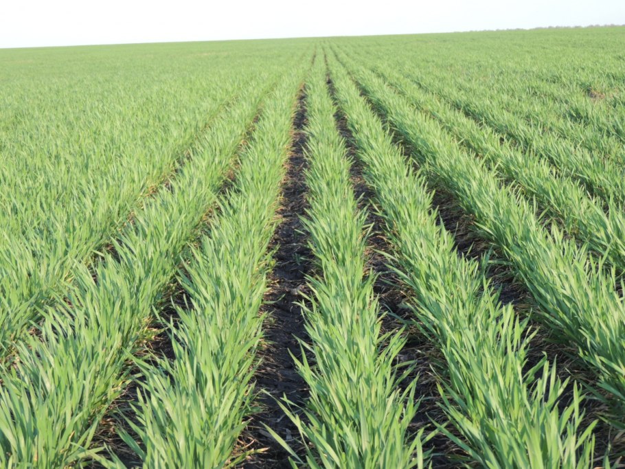 Пшеница Тимирязевка 150