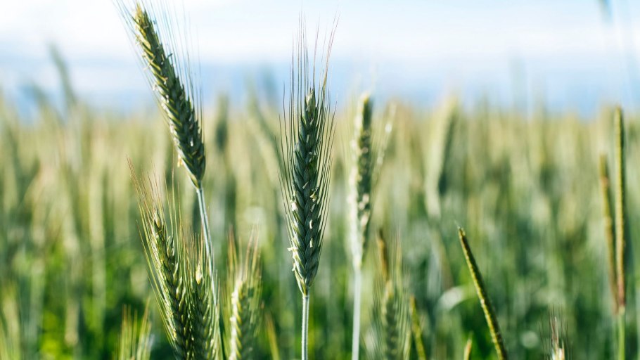 Сельское хозяйство озимая пшеница