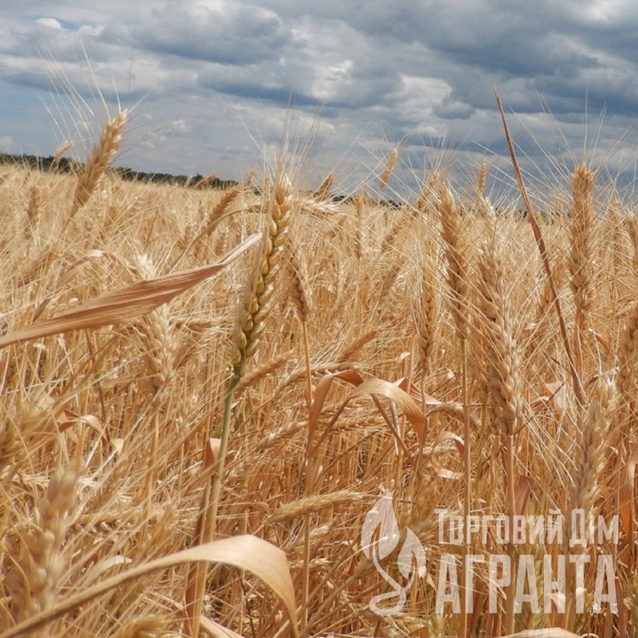 Сертификат пшеницы сорт Гром