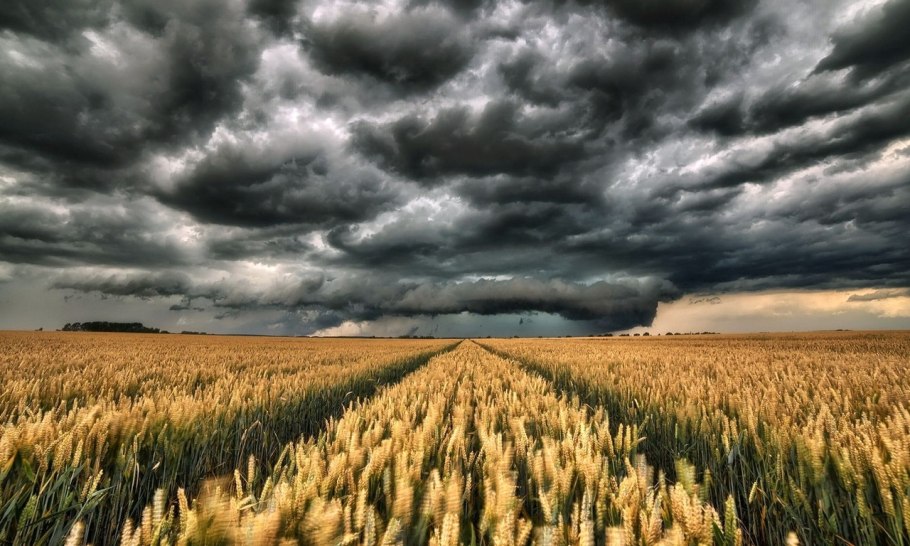 Сорт Алексеич озимая пшеница