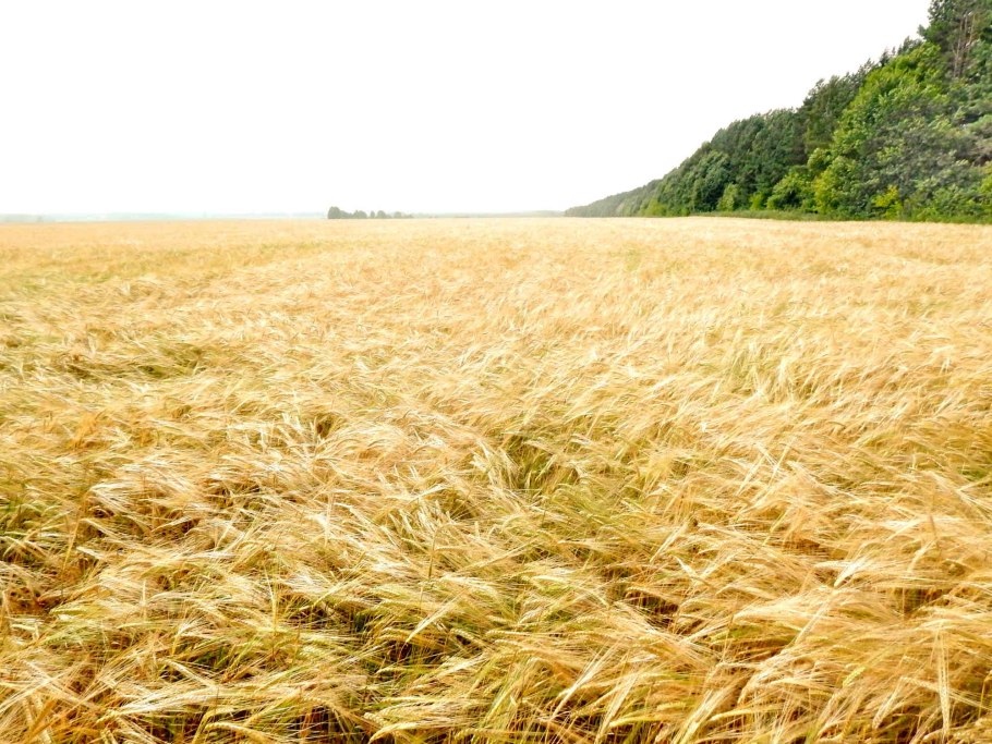 Поле пшеницы