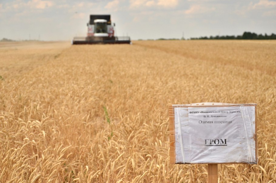 Сорт Гром озимая пшеница