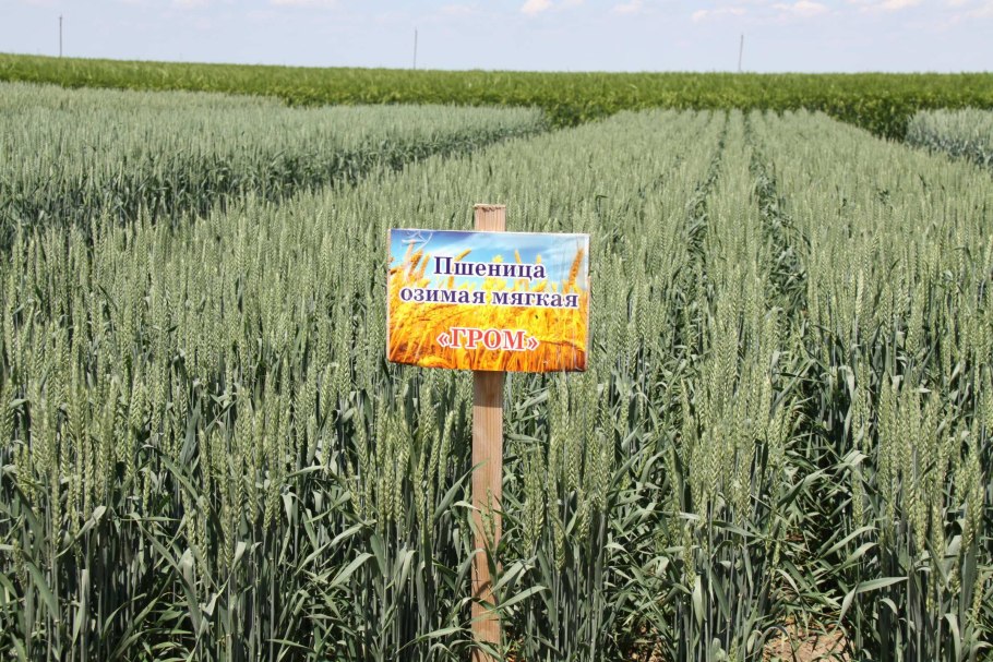 Семена озимой пшеницы Гром