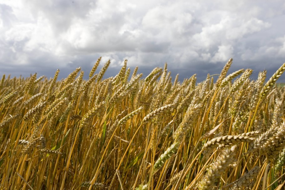 Тучи над пшеничным полем