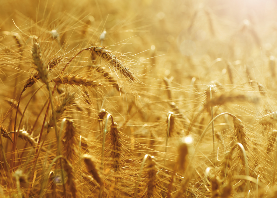 Поле пшеница