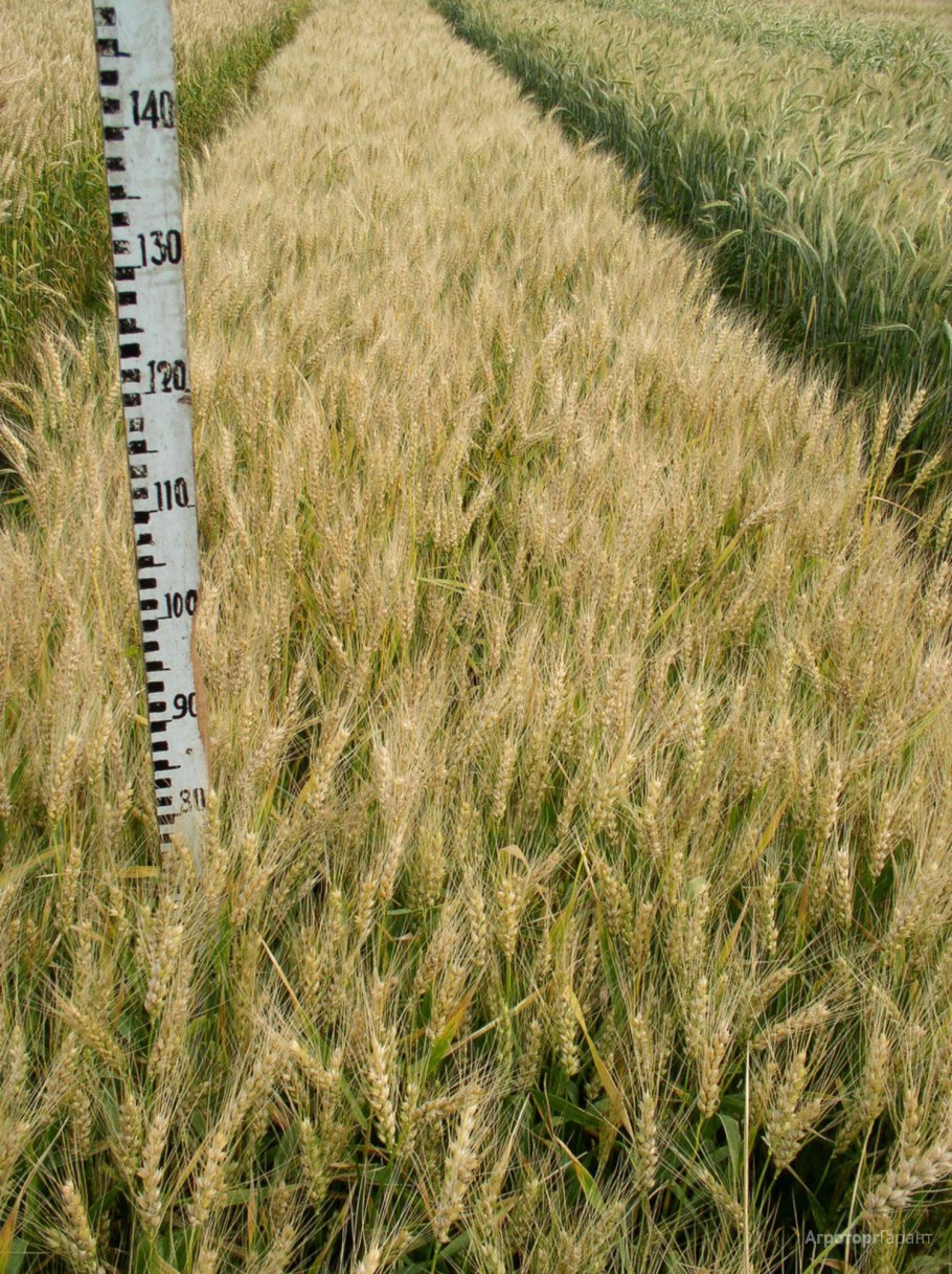 Сорт пшеницы Собербаш